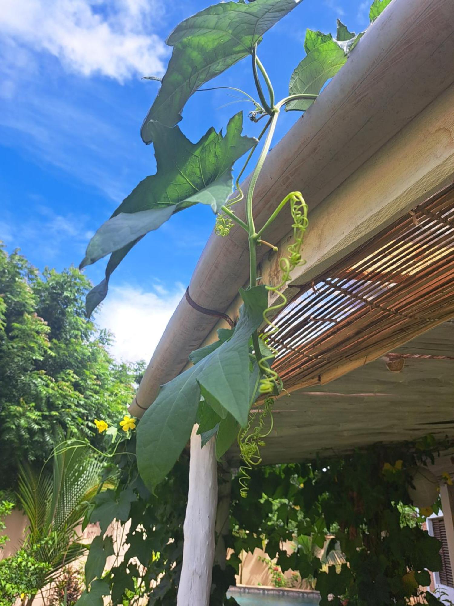 Diani Yoga Barn Bed and Breakfast Ukunda Εξωτερικό φωτογραφία